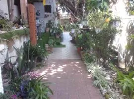 Zimer in rehovot