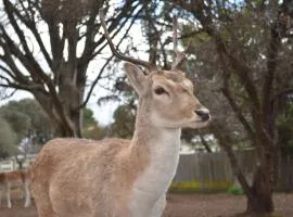 Deer Park Motor Inn Armidale