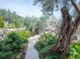 Rustic Olive House