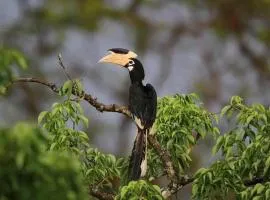 Sigiri Birds Hostel