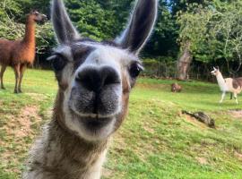 Loire Valley Llama Farm Stay，位于Lavernat的农家乐