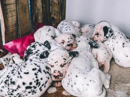 homestay Dalmatian，位于胡志良的宾馆