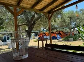 Camping Olive Trees