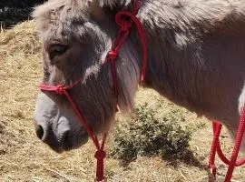 Sa Domo de Lillo e Arturo