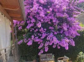 La Bouganville e Il Gelsomino