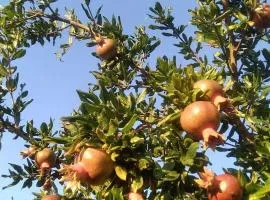 Pomegranate Seaside Corner