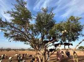 Goats on Argan Trees Experience in Agadir