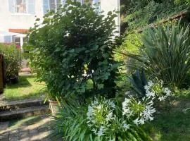 Les Agapanthes