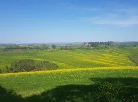 Gli Ulivi di Siena 2