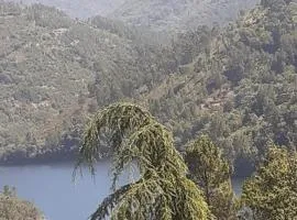 Os Girassóis da Carla