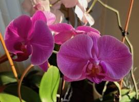 Amazing Snow Apartments，位于德鲁斯基宁凯的Spa酒店