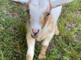 Stinnett Family Farm，位于斯托克布里奇的豪华帐篷营地