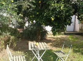 Orange tree apartment