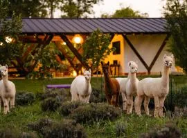 The Tribe Alpaca Retreat
