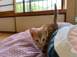 猫と泊まれる宿にゃんstay，位于吴市的住宿加早餐旅馆