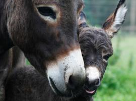 Vakantie Appartement De Sneppelhoeve，位于Wuustwezel的酒店