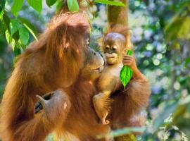 See Orangutan Sumatra，位于Timbanglawang的酒店