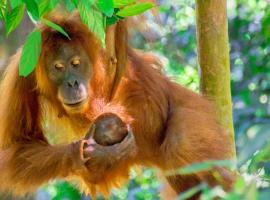 Sumatran OrangutanTRAILS，位于武吉拉旺的豪华帐篷