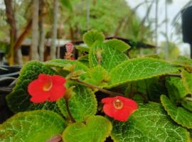 Luz de Maria，位于贝伦的酒店