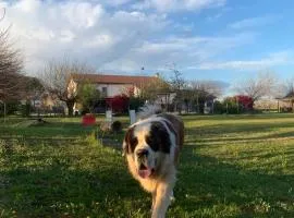 Agriturismo il Podere Vedelago con San Bernardo, Alpaca e una Pentola di cose da scoprire