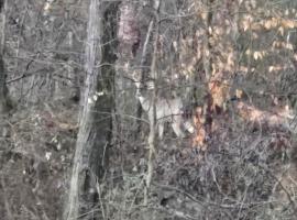 Country living，位于派恩芒廷的酒店