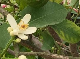 LA CASA FRA gli ULIVI UMBRA，位于特尔尼的酒店