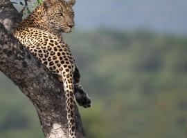 Yebo Safari Tents-Stay Inside Kruger