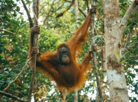 Orangutan & Restoration Camp