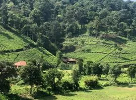 Janiro Tea Trees Villas