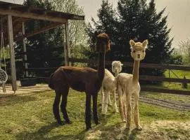 Agroturystyka Alpakolandia Góra Szybowcowa
