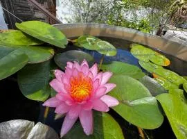 Lotus Garden - Île de la Réunion