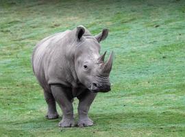 Jukskei Big5 - Rhino，位于佛维斯的酒店
