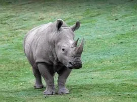 Jukskei Big5 - Rhino