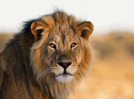 Jukskei Big5 - Lion，位于佛维斯的酒店