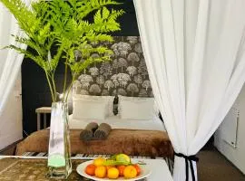 Agapanthus garden cottage