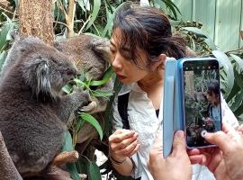 Fauna Australia Wildlife Experience，位于Lavers Hill的农家乐