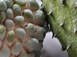 Jamaica Villa Sweetsop & Tours，位于蒙特哥贝的宠物友好酒店