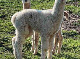 Bauernhof Glamping mit Alpakas und Ziegen，位于Thalm&auml;ssing的豪华帐篷营地