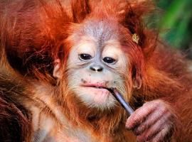 JUNGLE LIFE GUEST HOUSE - Trekking & Transport Only Book With Us，位于武吉拉旺的海滩酒店