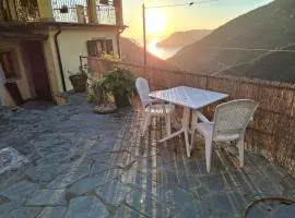 Il vigneto