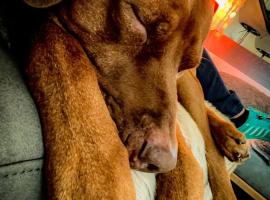 Hafners Ferienhaus，位于Gullringen的酒店