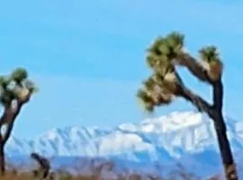 The Yurt at Tribal Camp