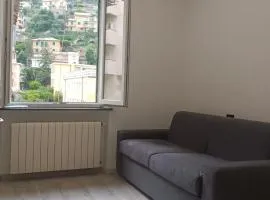 2 Mimose