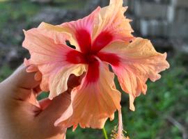 Silver Sand Hostel，位于珀拉什奇亚的青旅