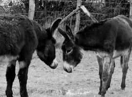 La Ferme De La Bete Noire