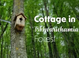 Cottage in Tskhvarichamia forest