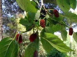 B&B IL VECCHIO GELSO