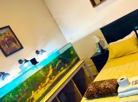 habitación relax, hermosos peces y plantas
