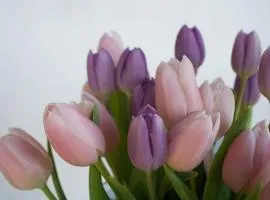 Nodaris guesthous