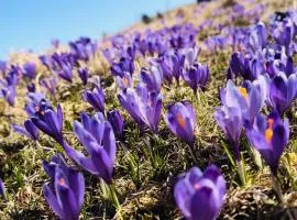 DOMŽALSKI DOM na Veliki Planini
